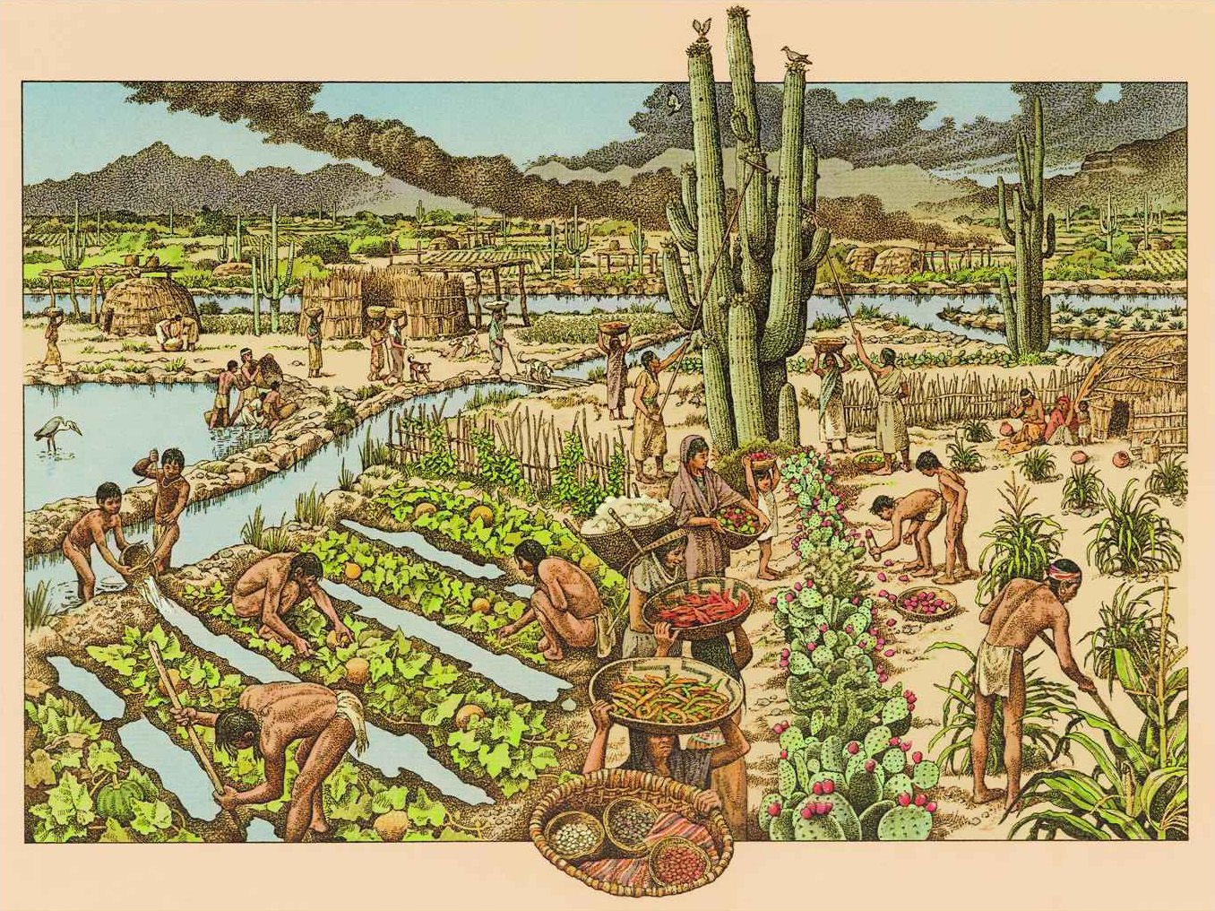 Illustration of ancient Hohokam Native Americans in a large farm site with canals.